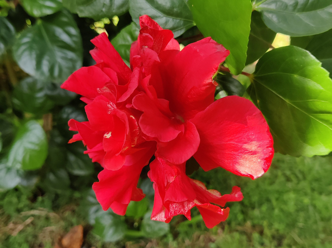 Lazy Frog Guest House主图