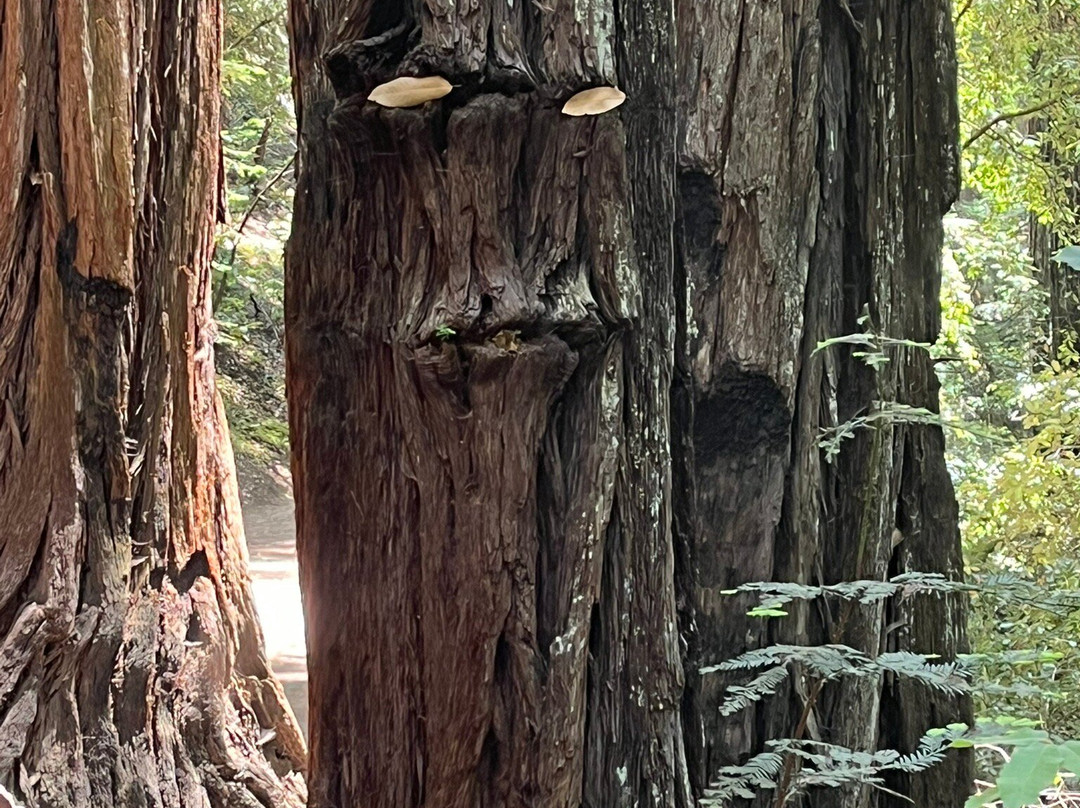 Armstrong Redwood State Reserve景点图片