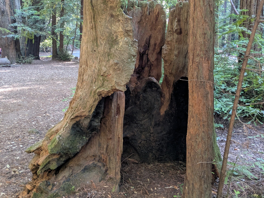 Portola Redwoods State Park-La Honda必去景点