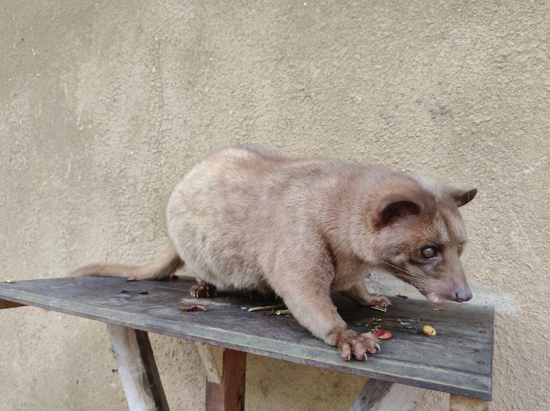 Ubud Sari Coffee Luwak Agrotourism-吉安雅必去景点