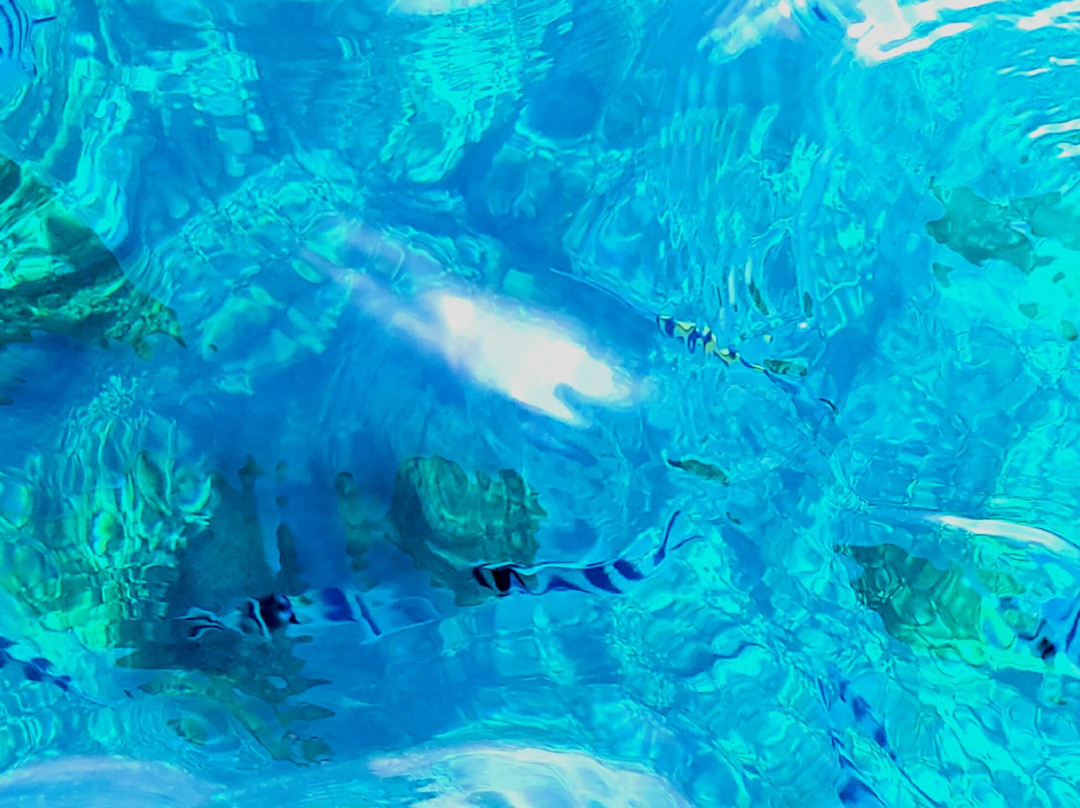 Tiket boat dolphin lovina-罗威那海滩必去景点