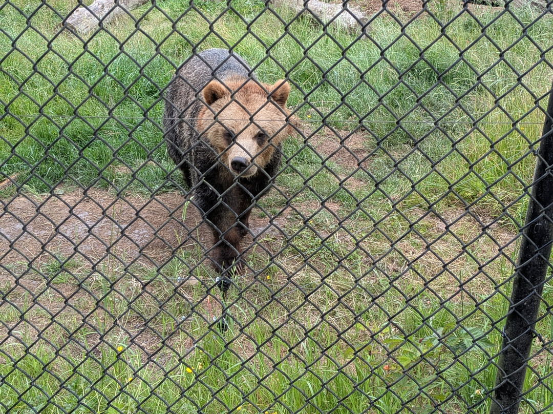 Greater Vancouver Zoo-Aldergrove必去景点