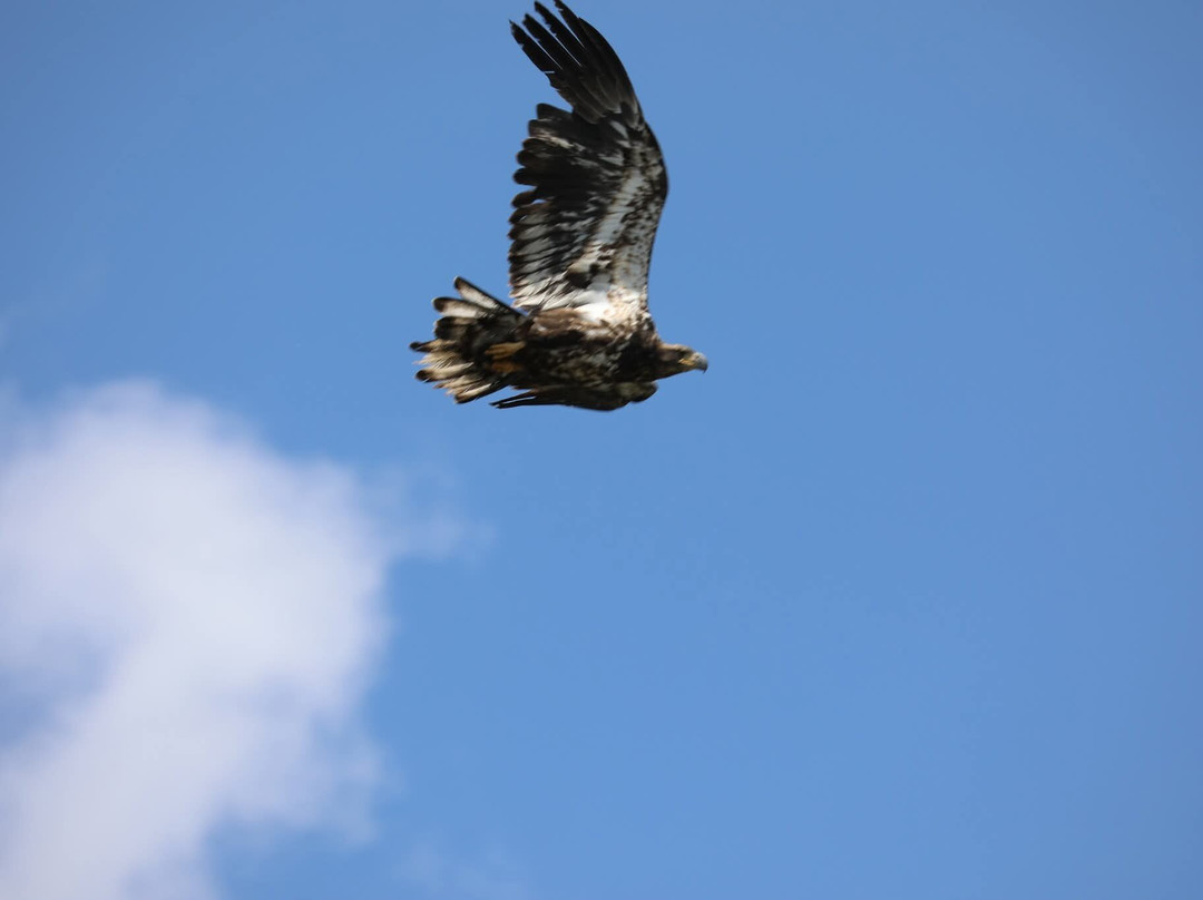 Rawhide Outfitters-Salmon必去景点