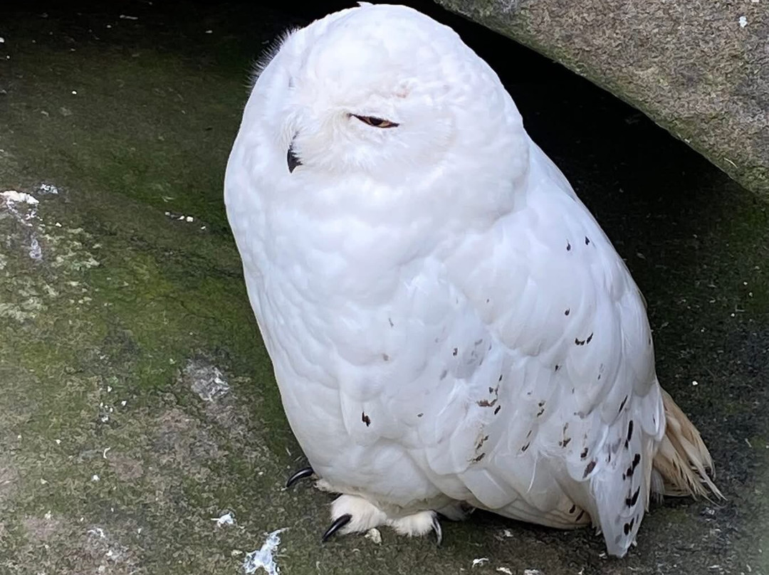 Scottish Owl Centre-Whitburn必去景点