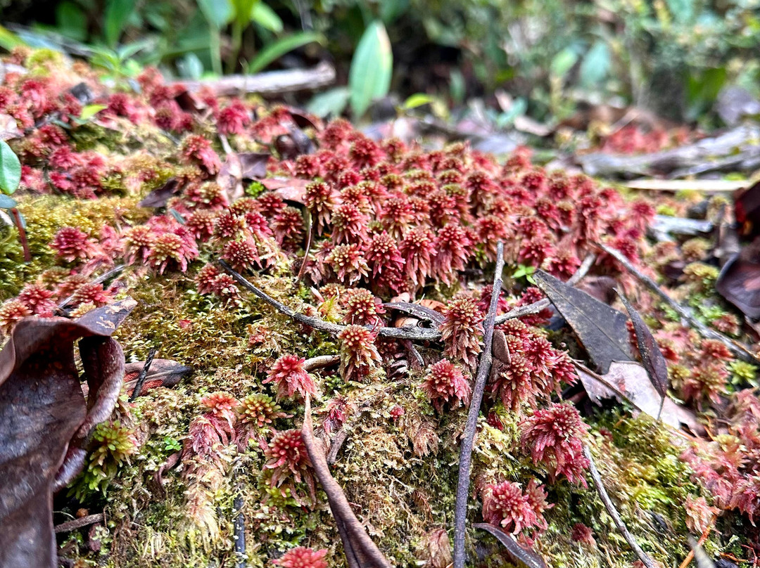 Black Inca House-Betulia必去景点