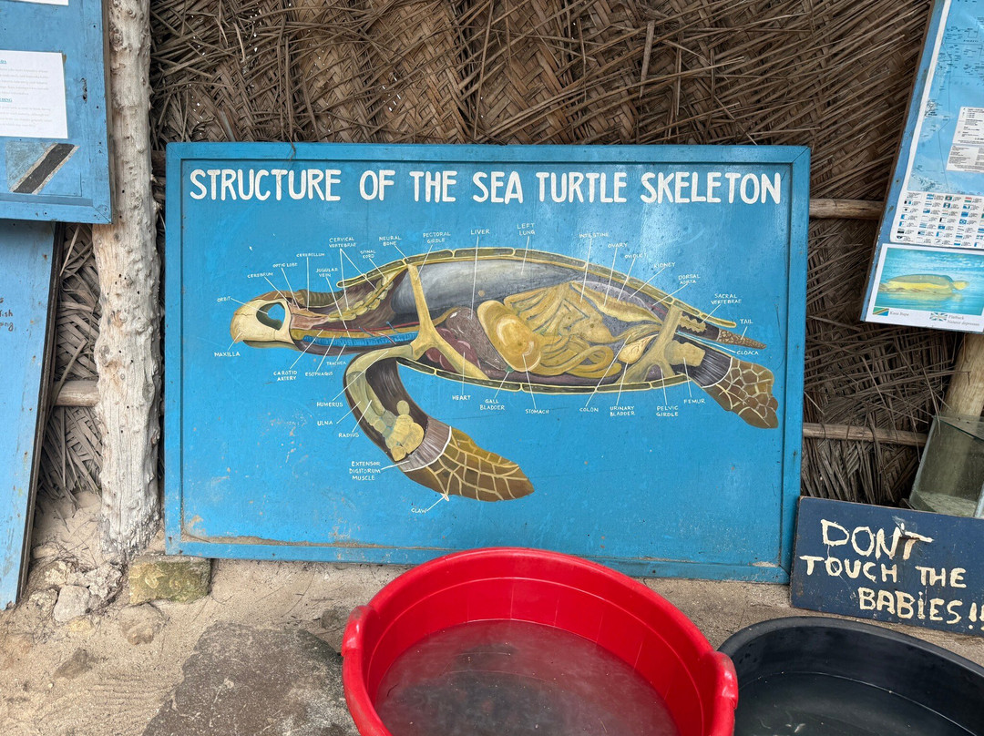 Mnarani Marine Turtles Conservation Pond-孥归必去景点