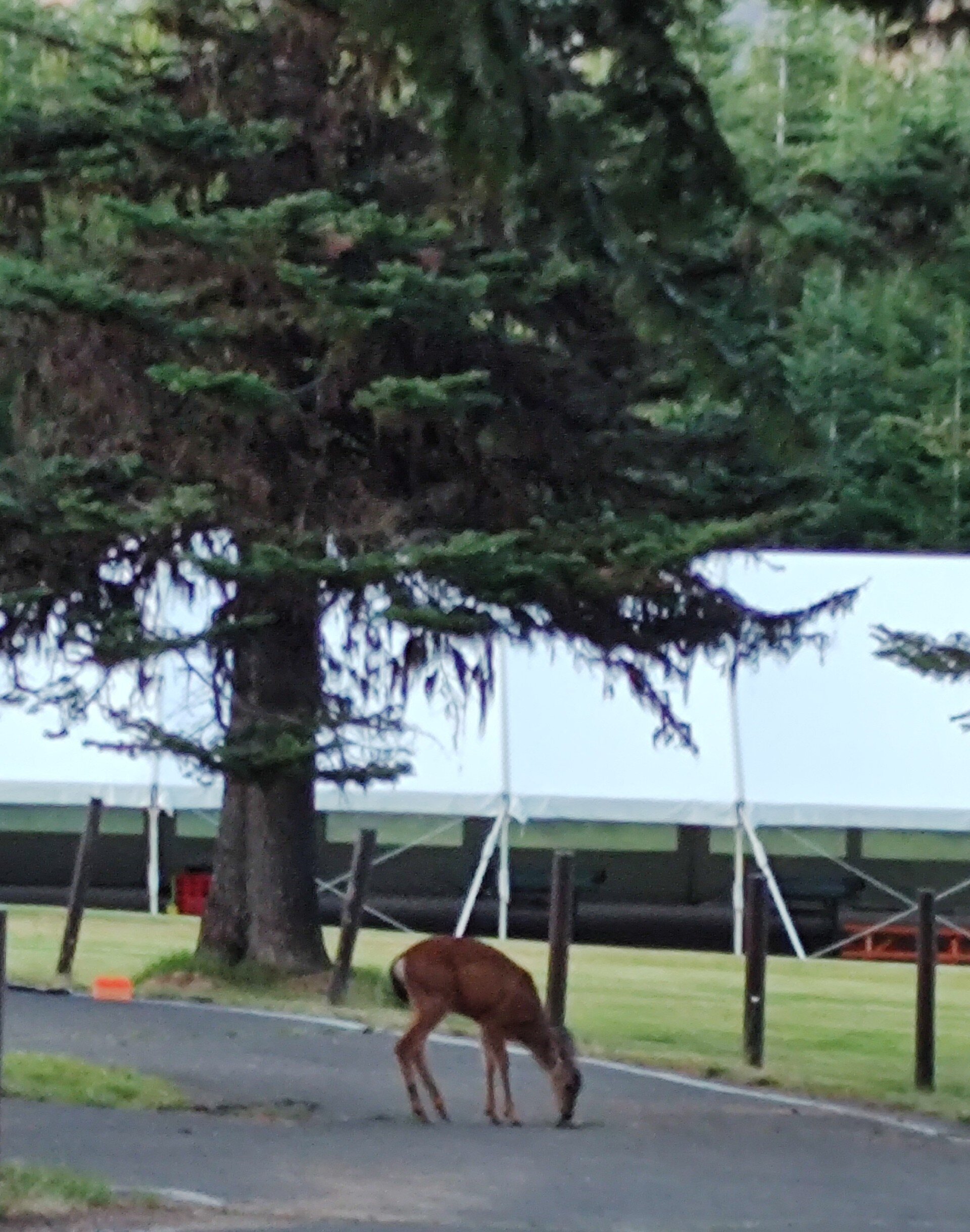 Cooper Spur Mountain Resort-浴室