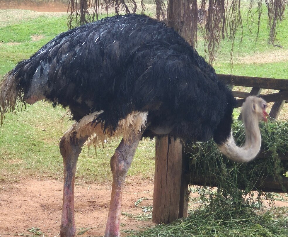 Parque Zoologico Municipal Quinzinho De Barros-索罗卡巴必去景点