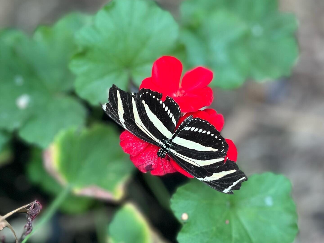 Butterfly Gardens @ Middleton Common Farm-Westmeston必去景点