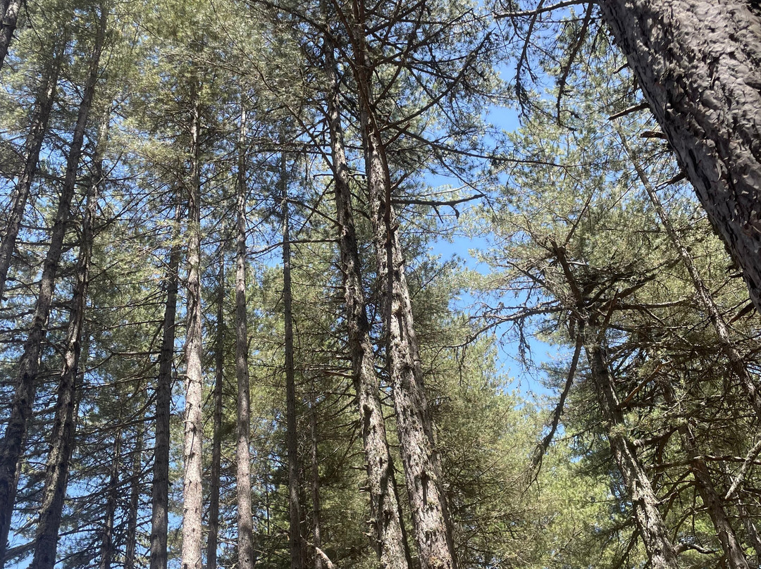 Sila National Park-San Giovanni in Fiore必去景点