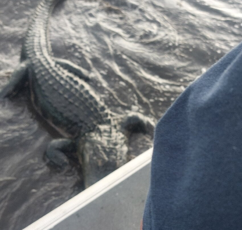 A St Johns River Airboat Tour-Christmas必去景点