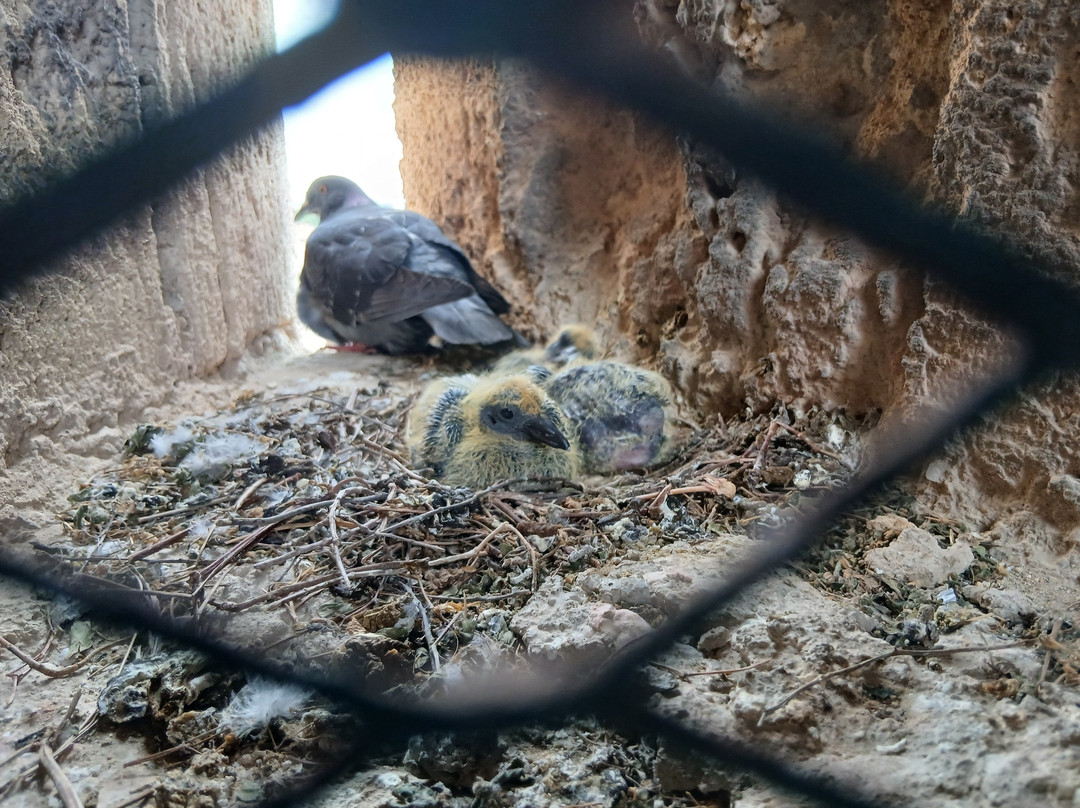 Donjon Gilles Aycelin-纳博讷必去景点