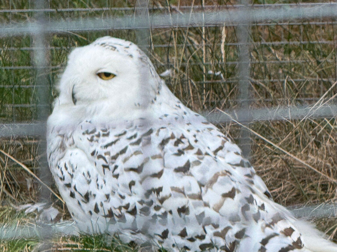 Silkeborg Rovfugleshow-Them必去景点