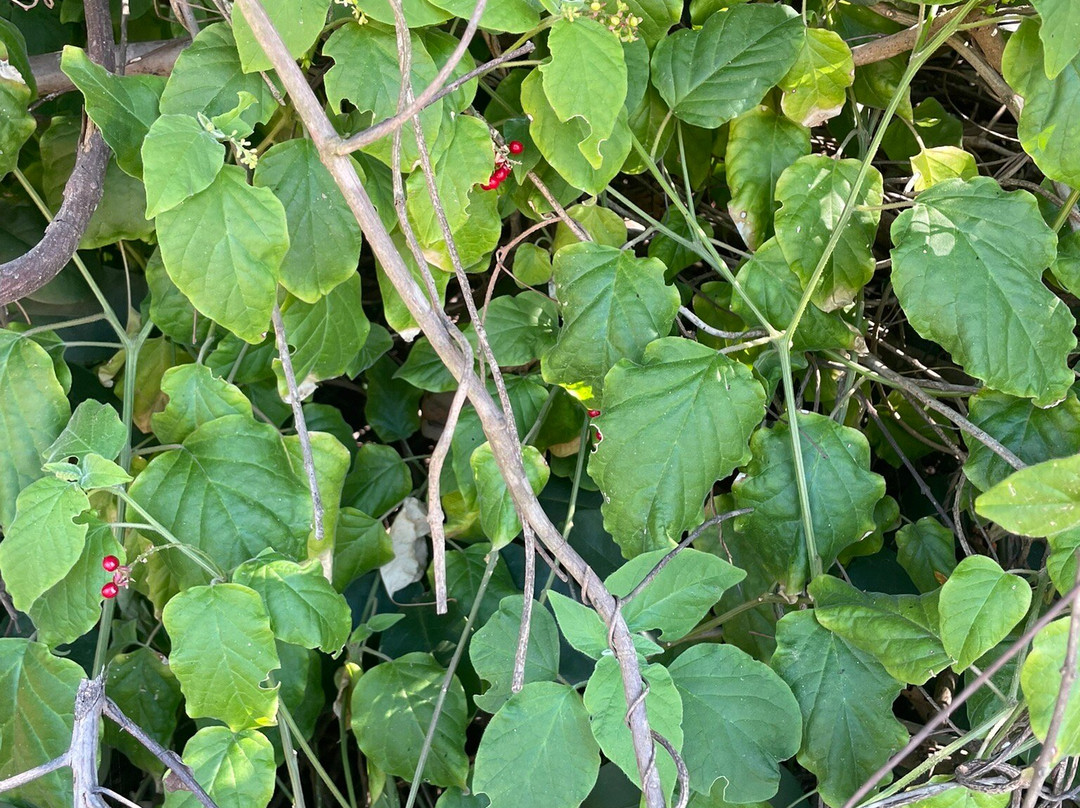Praia Costa Azul-Iriri必去景点