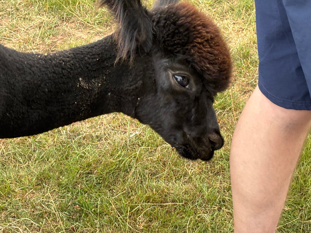Clivewood Alpacas-什鲁斯伯里必去景点