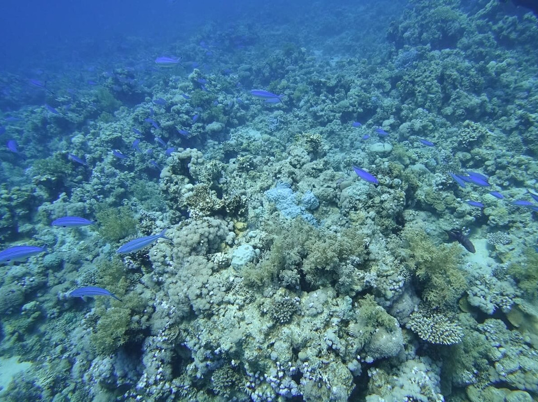 Easy Divers-沙姆沙伊赫必去景点