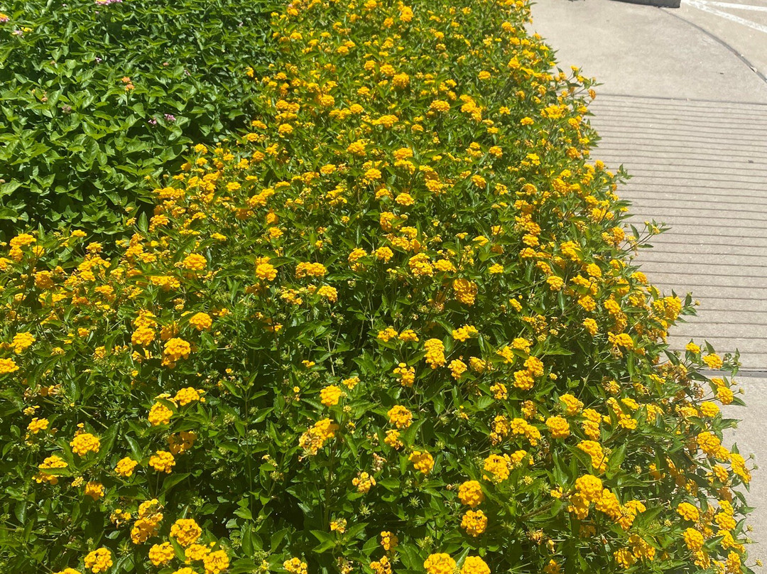 休斯顿犹太人大屠杀博物馆-休斯顿必去景点