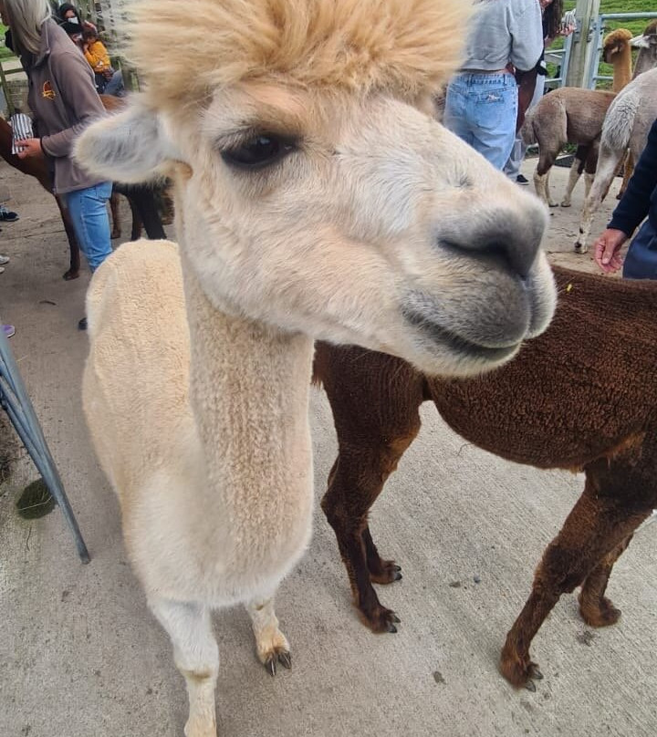 Wreay Syke Alpacas-肯德尔必去景点