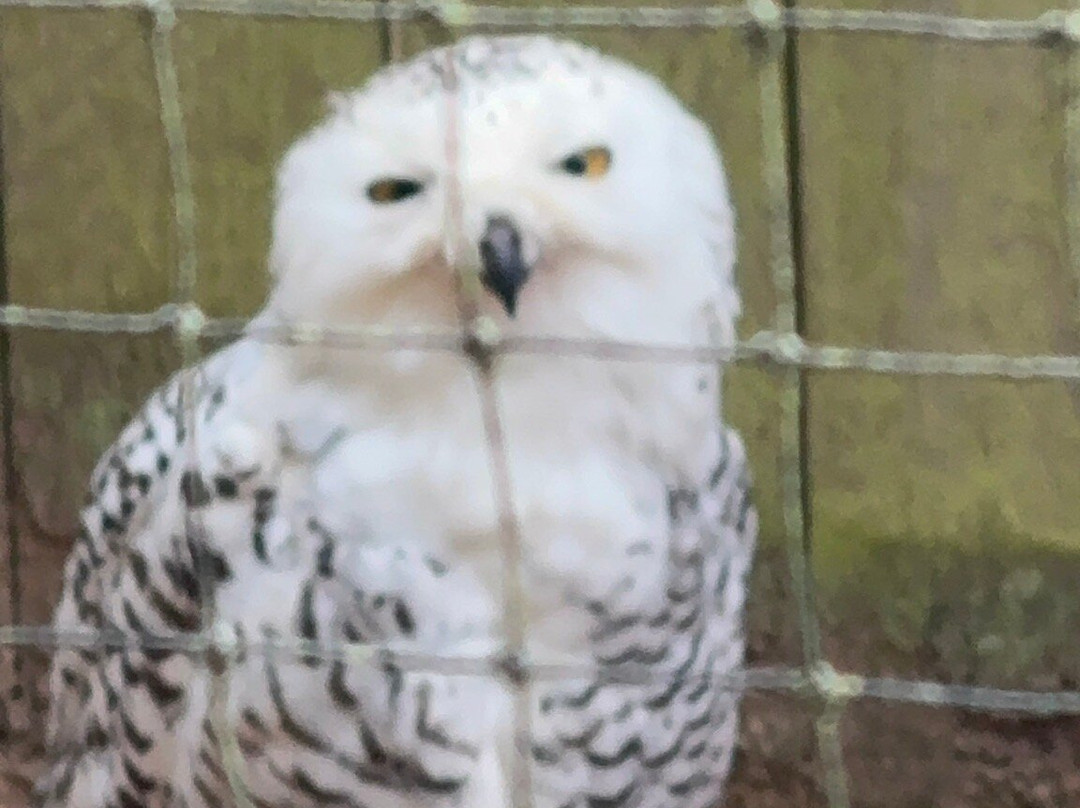World of Owls-Randalstown必去景点