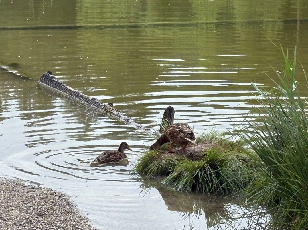 Wildsee-湖地必去景点
