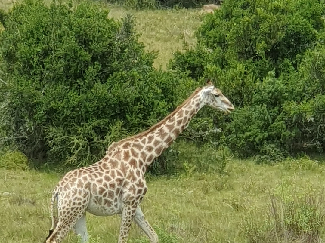 Kwantu Private Game Reserve - Day Visits-伊丽莎白港必去景点