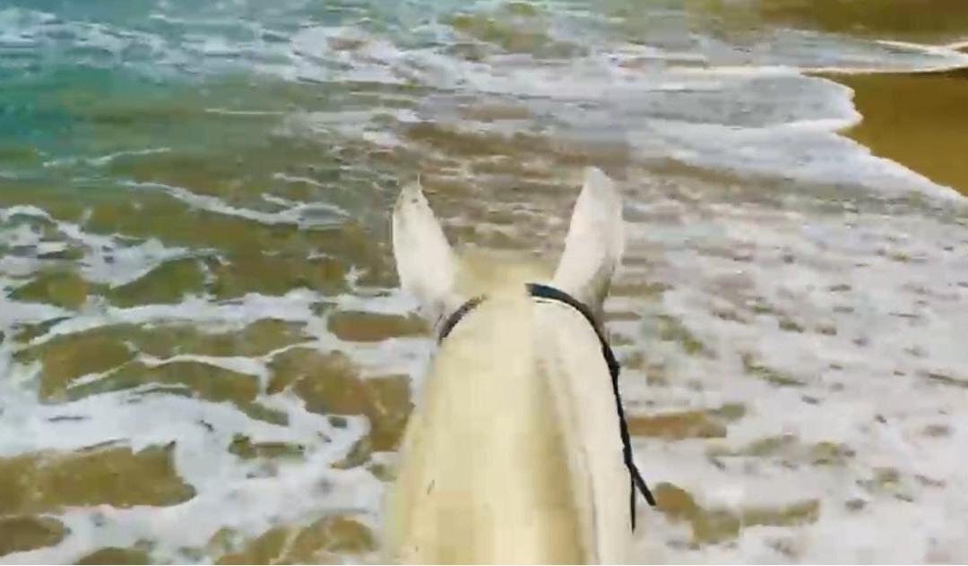 Caribe Horse Riding Club-Cocles必去景点