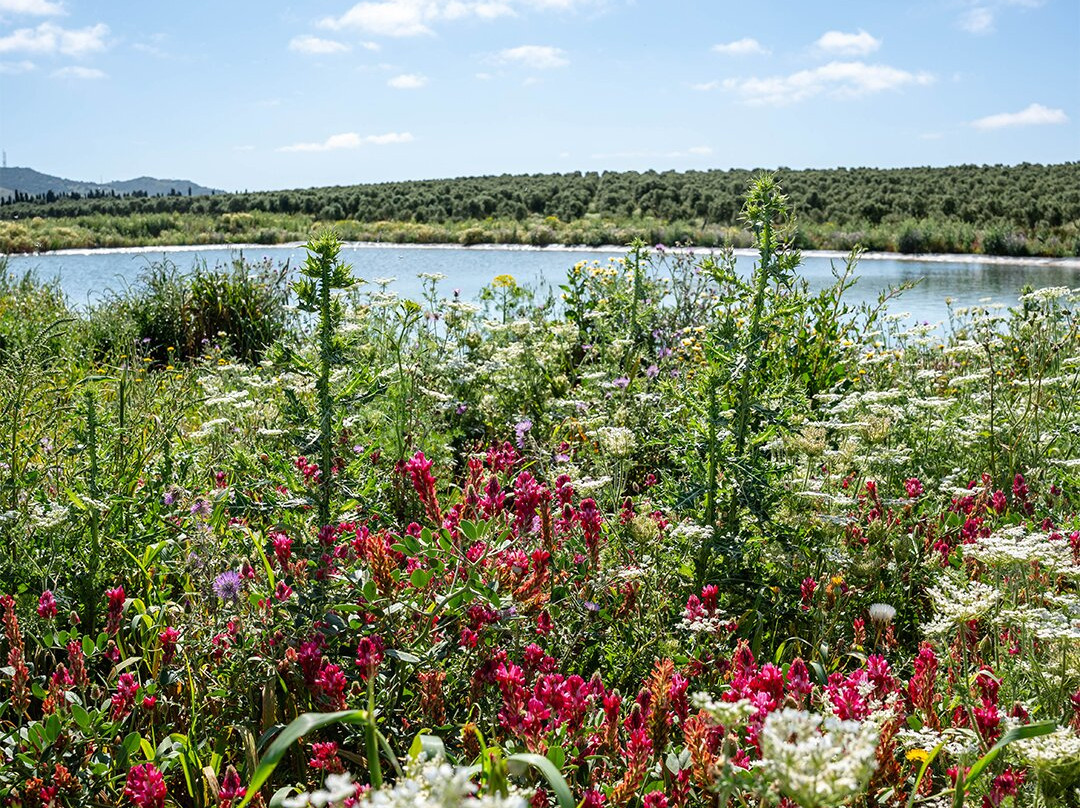 Sancha Pérez Bodega Almazara-Conil de la Frontera必去景点