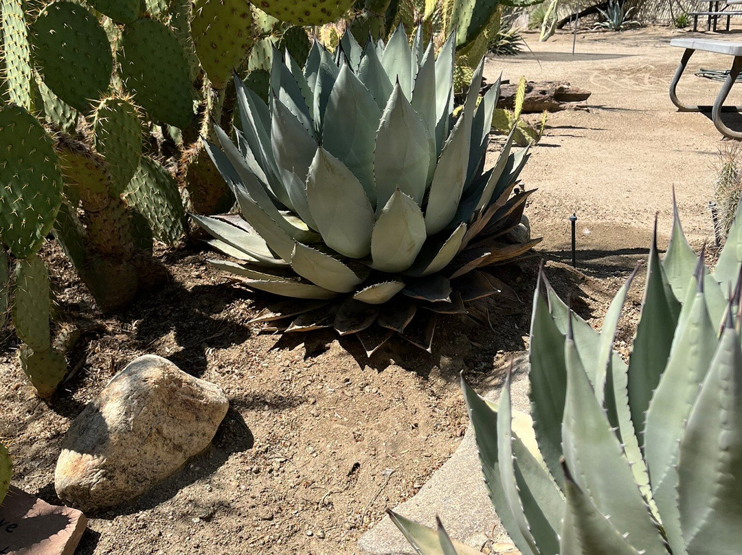 摩登热带植物园-棕榈泉市必去景点