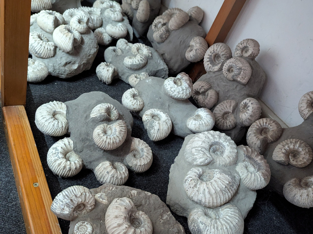 Dinosaurland Fossil Museum-莱姆里杰斯必去景点