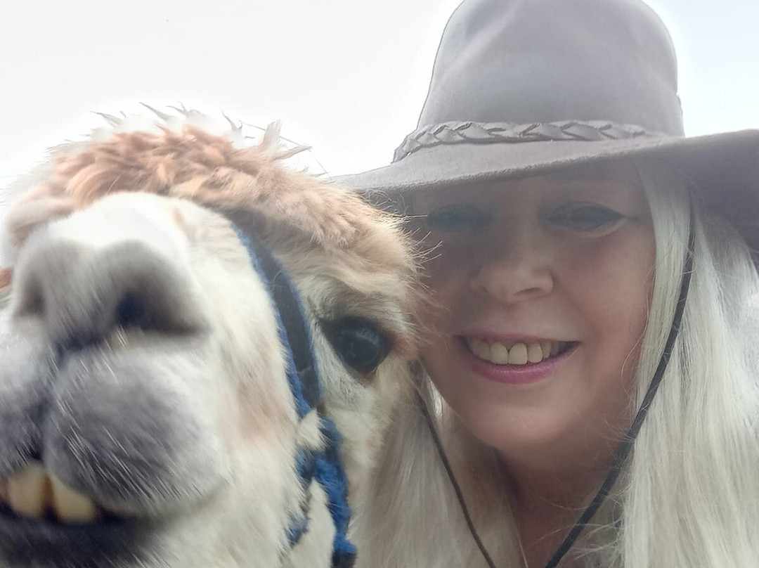 Larch Green Alpacas-格拉斯哥必去景点