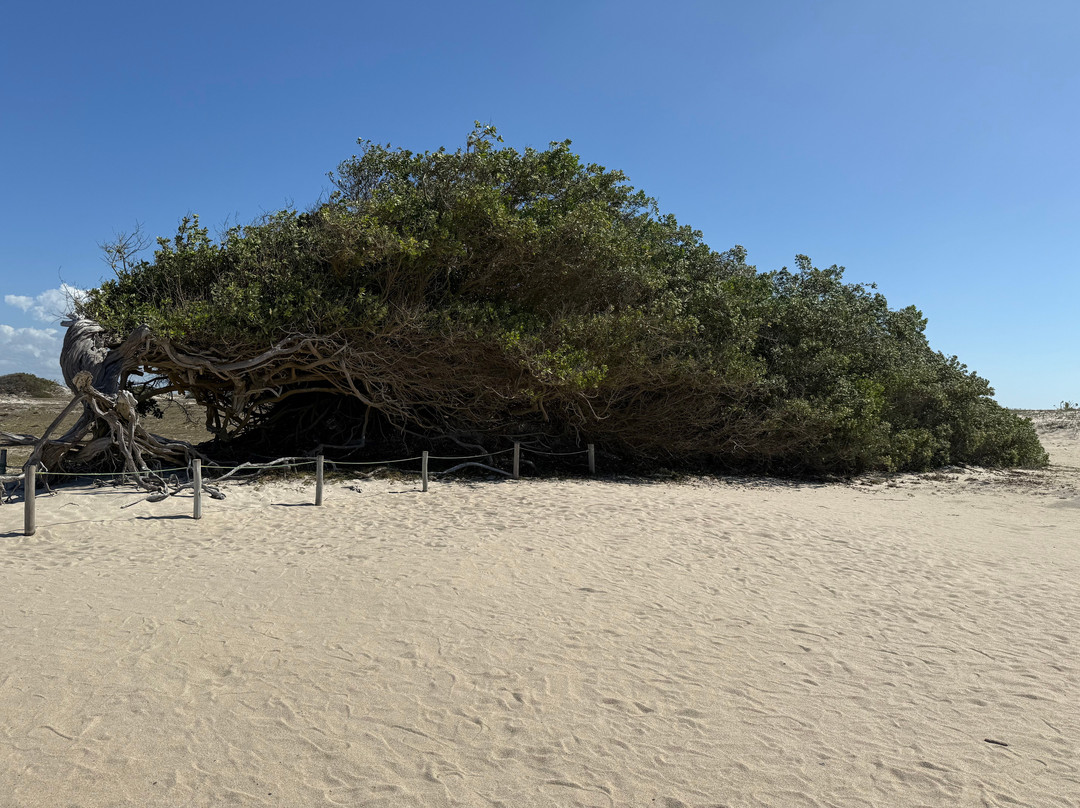 Jericoacoara Passeios MT-杰里科科拉必去景点