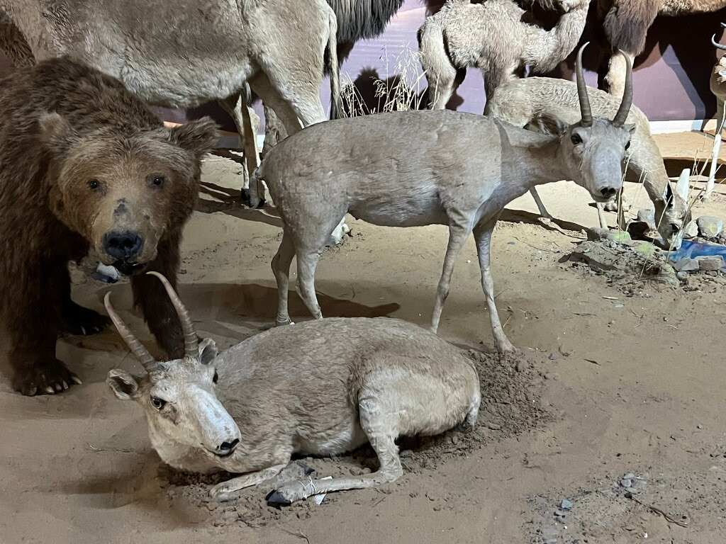 The Natural History Museum Of Mongolia-乌兰巴托必去景点
