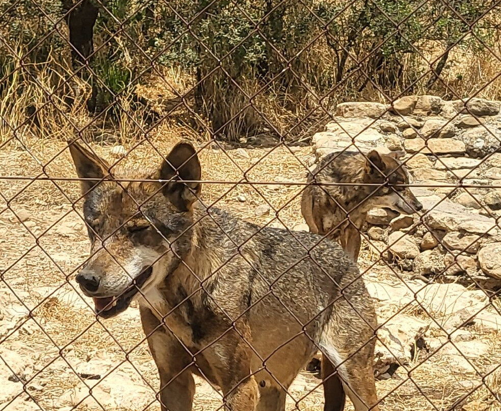 Lobo Park-安特克拉必去景点