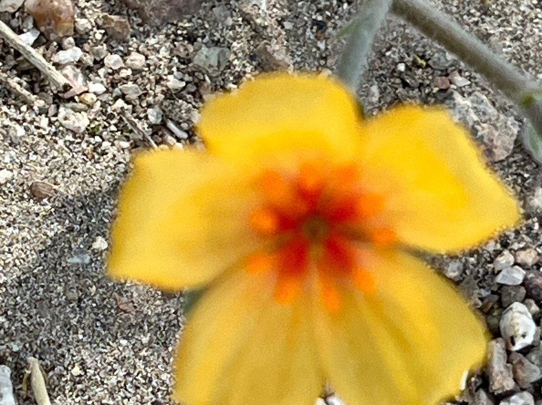 Catalina State Park-图森必去景点
