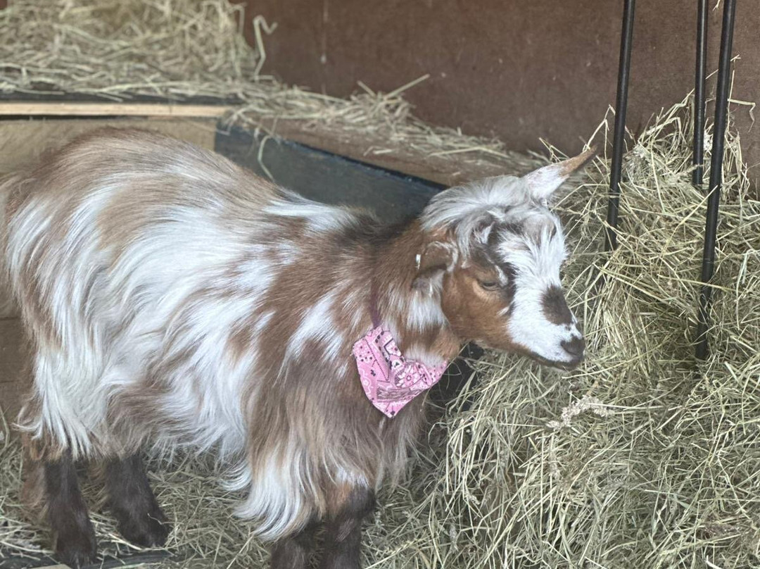 Fisherwood farm-Robertsbridge必去景点