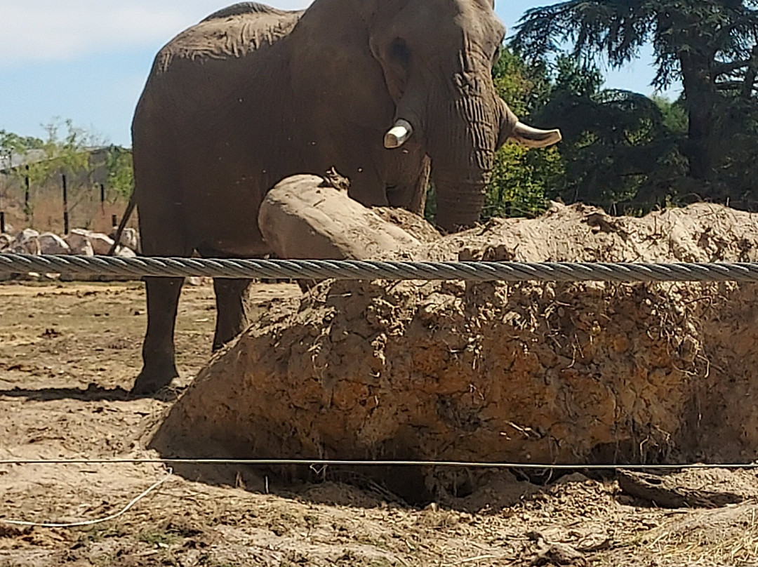 Zoo De Thoiry-Thoiry必去景点