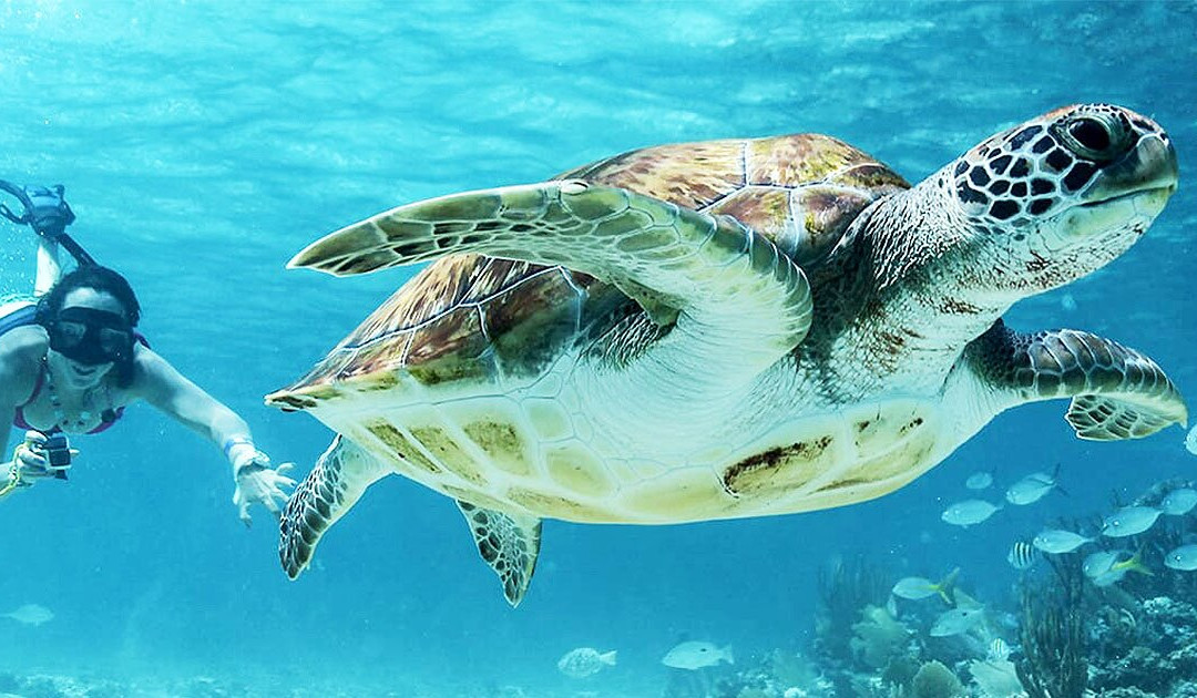 Thoddoo Marine Excursion-图杜岛必去景点