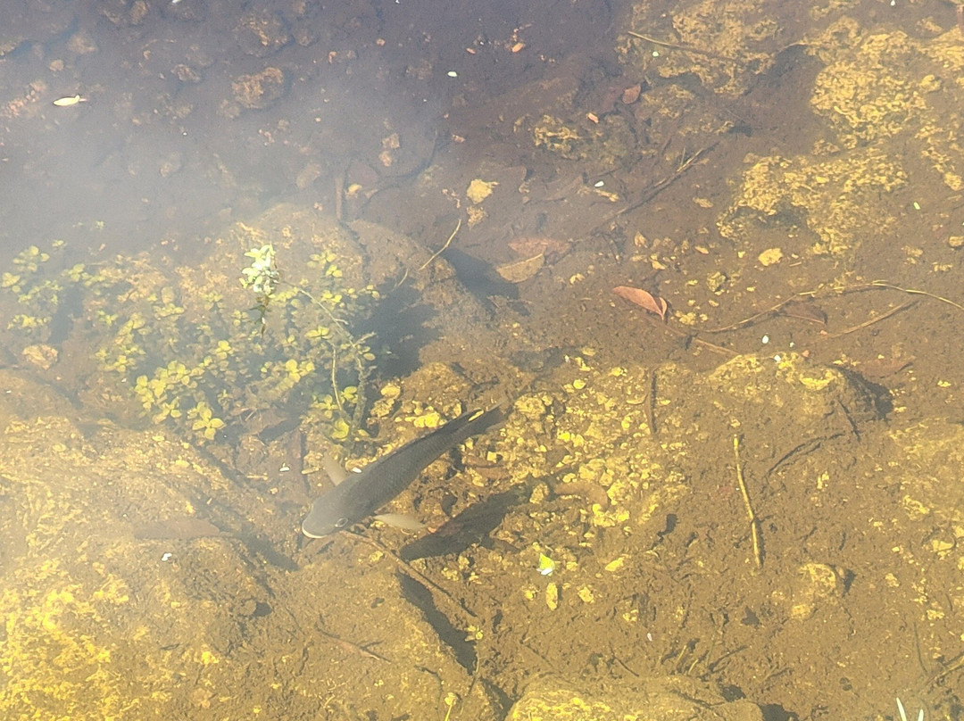 Big Cypress National Preserve-奥乔皮必去景点