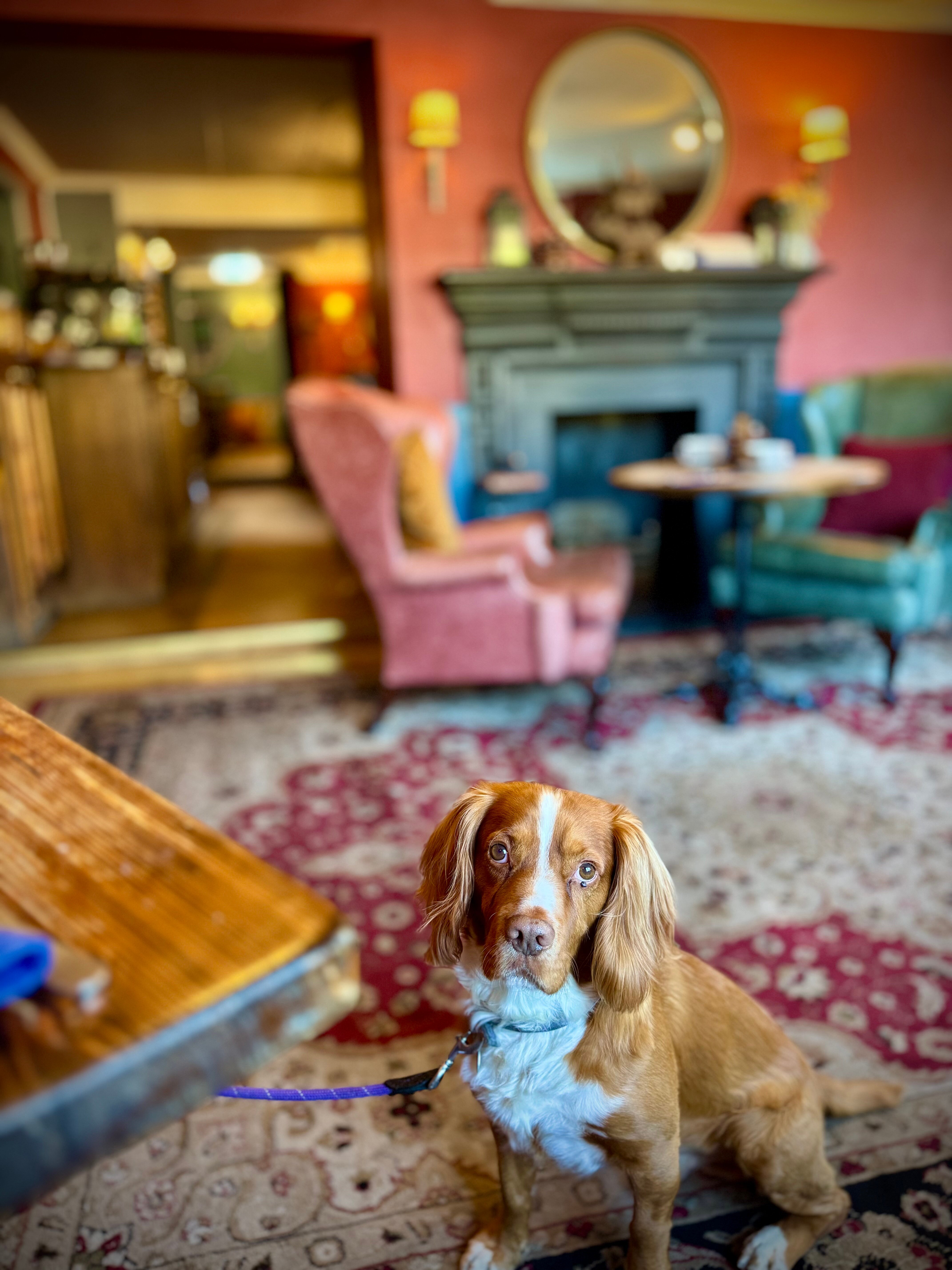 The Bear (Hotel)-官方