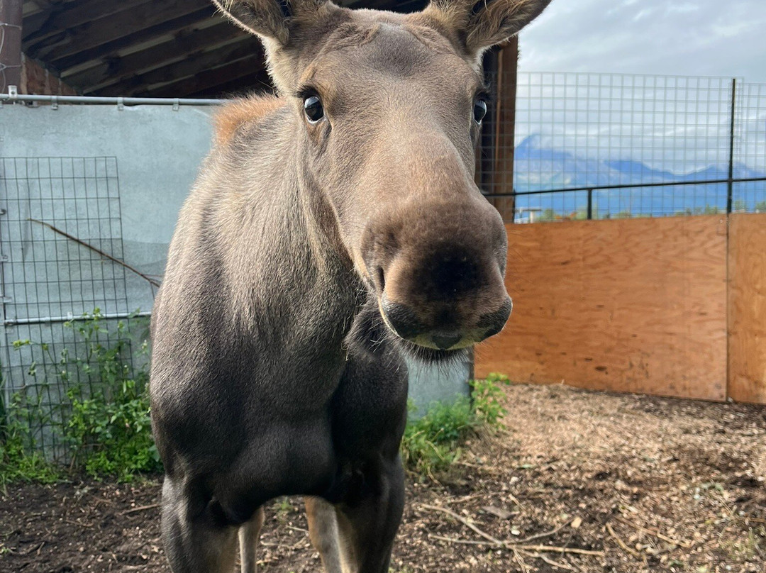 Reindeer Farm-帕尔默必去景点