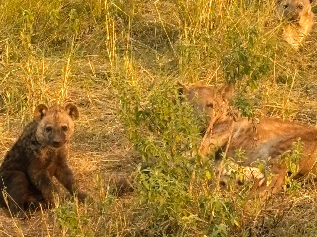 Safari Monks-Bandhavgarh National Park必去景点
