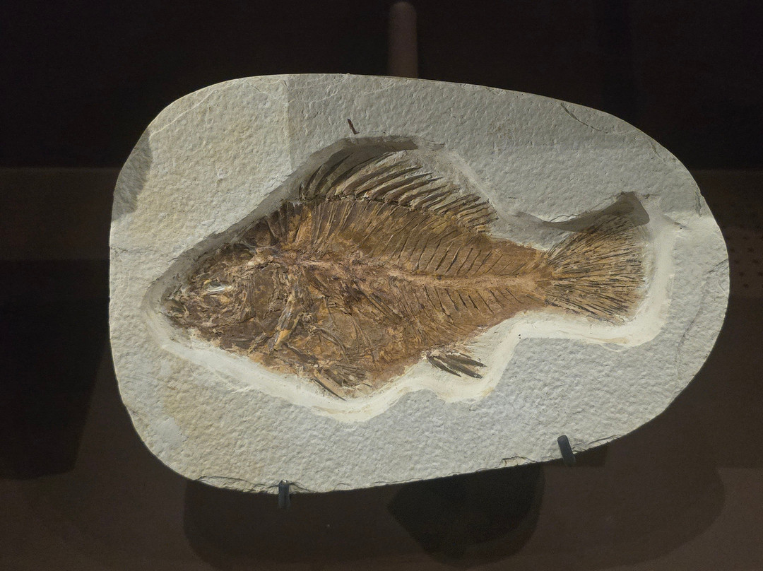 Muséum de Grenoble-格勒诺布尔必去景点