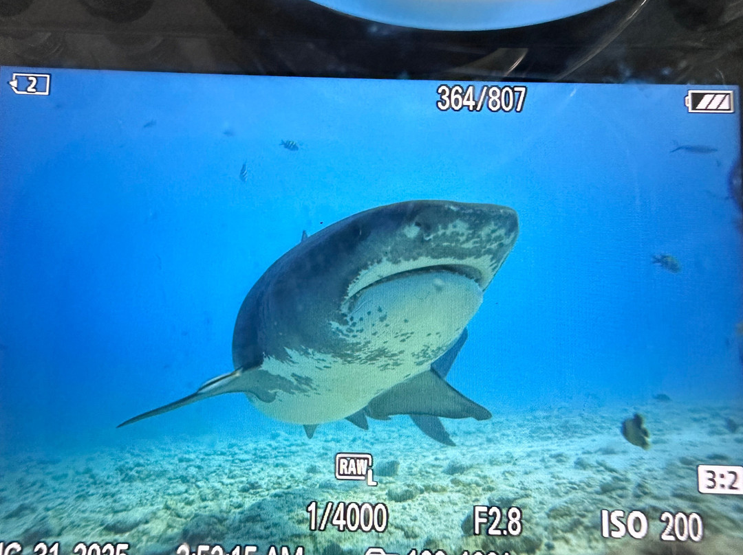 Pelagic Divers Fuvahmulah-Fuvahmulah必去景点