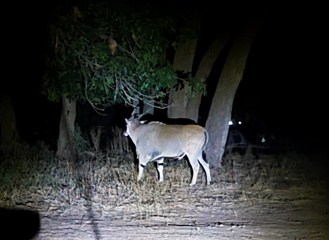 Camping Sites at Mana Pools National Park-马拉波尔斯国家公园必去景点
