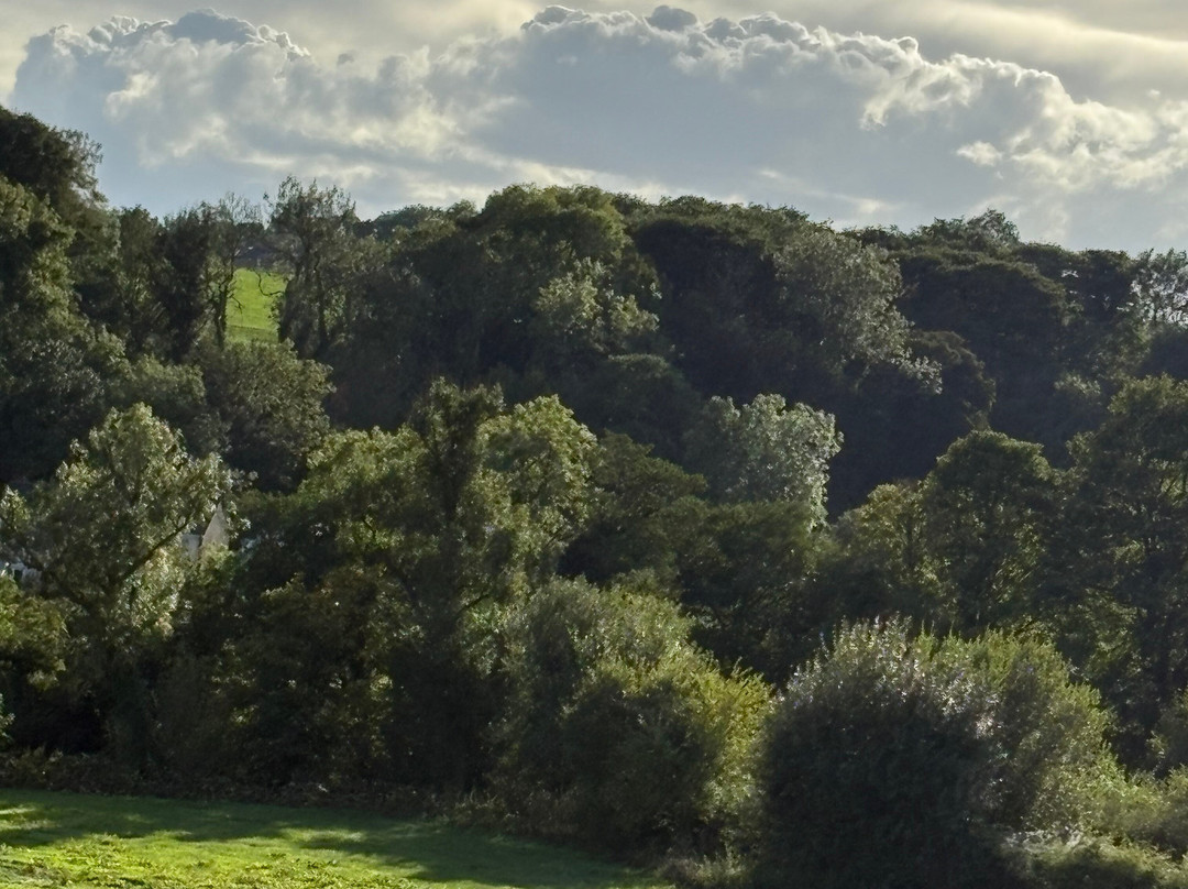 Hoggs 'n' Heifers-High Bentham必去景点