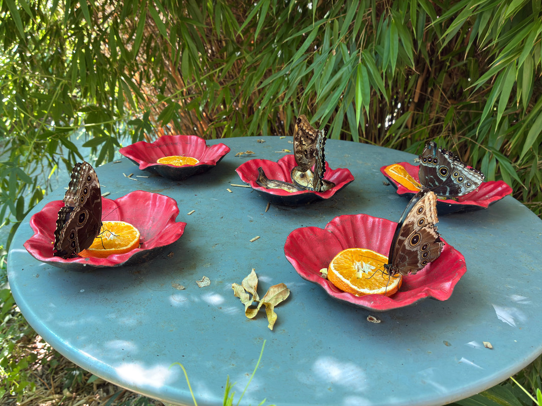 Insectarium de Lizio-Lizio必去景点