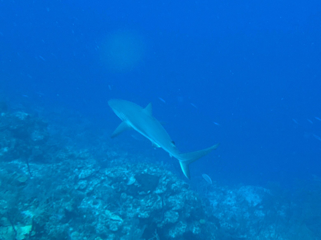Grand Turk Diving-Cockburn Town必去景点