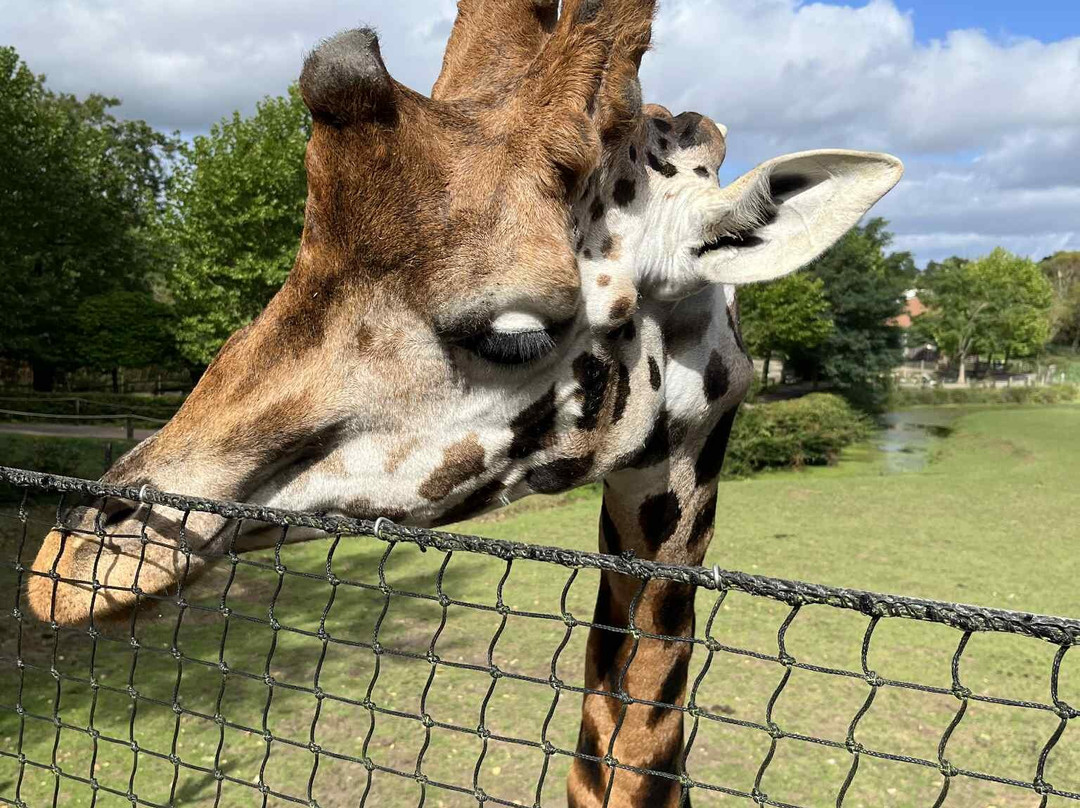 Parc Zoologique Cerza-Hermival-les-Vaux必去景点