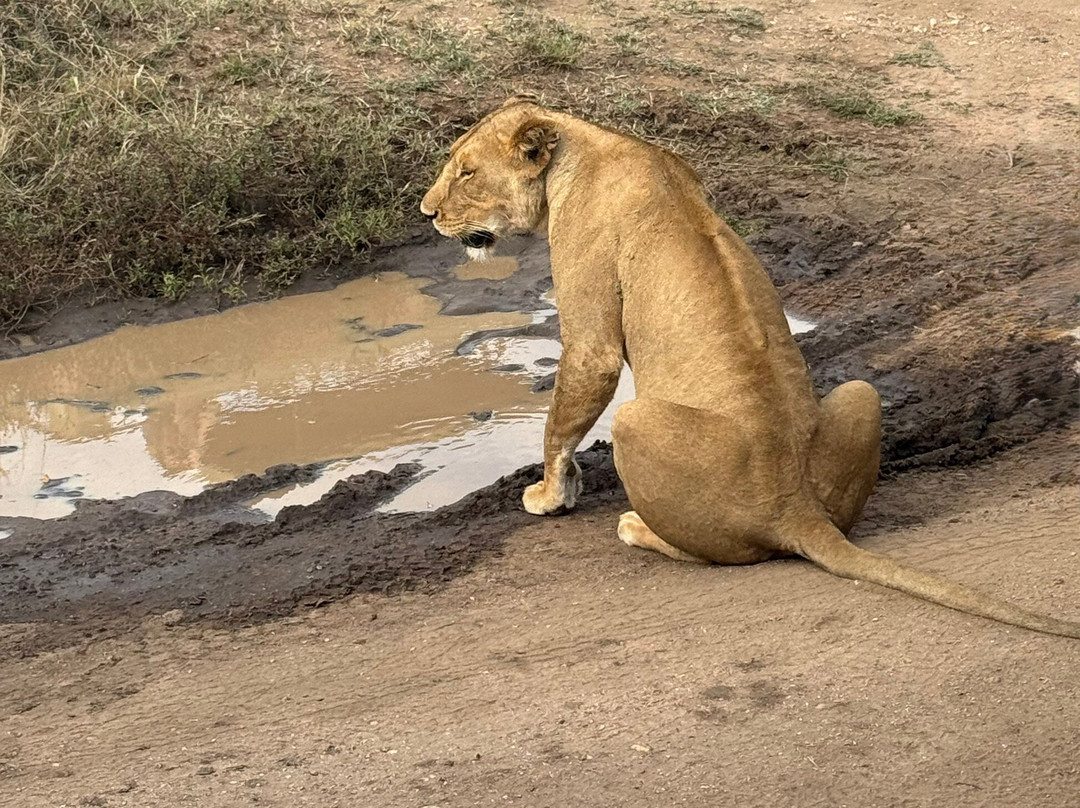 塞伦盖蒂国家公园旅游景点-Serengeti National Park