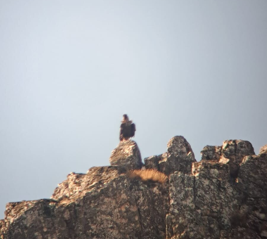 Birding Holidays-Plasencia必去景点